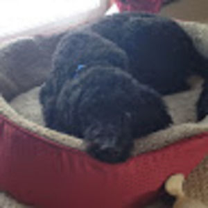 Meet your Posher, Brynn